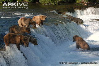 Illustration for article titled Thursidae - Ursus arctos Edition